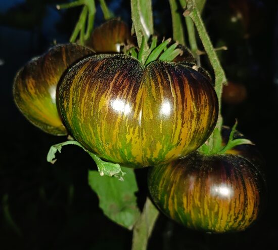 Триум Софии